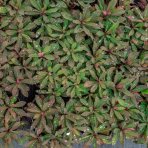 Mliečnik mandľolistý (Euphorbia characias) ´WALBERTON´S RUBY GLOW´, kont. C2L